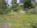 IMG_0932