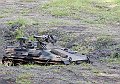 Marder