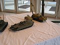 IMG_1352